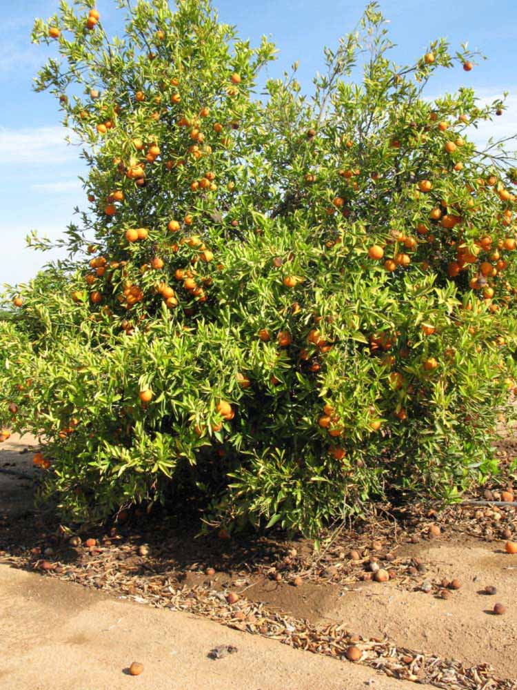            Habit (Riverside, CA)   